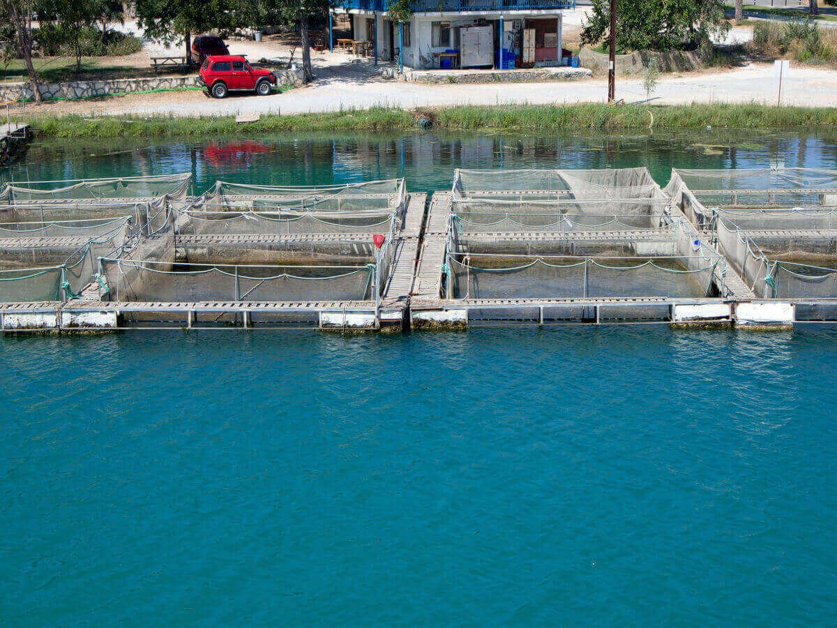 The Future of Fish Farming in Kenya