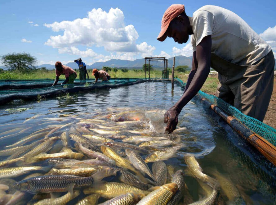 Why Aquaculture Is Growing in Kenya
